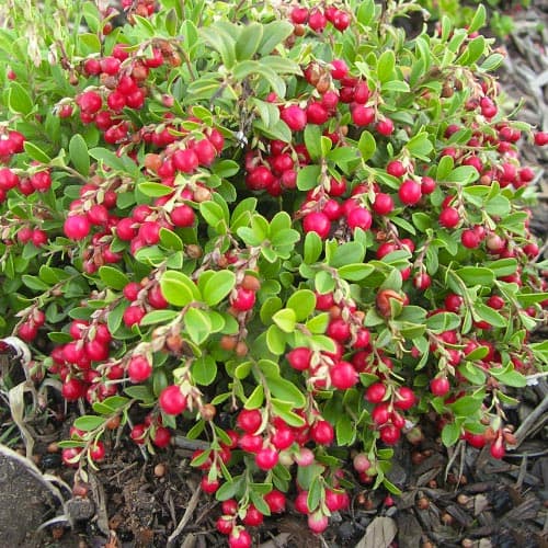 Preiselbeere Koralle interface.image 1 interface.art 9207