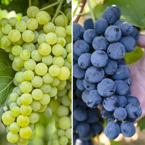 Promo Set! Weintrauben Super frostbeständige, Set mit 2 Setzlingen interface.image 1 interface.art 6167