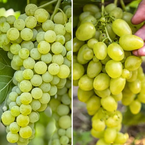 Promo Set! Weintrauben superfrüh, Set mit 2 Setzlingen interface.image 1 interface.art 6168