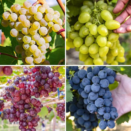 Promo Set! Weintrauben Traubensorbet, Set mit 4 Setzlingen interface.image 1 interface.art 6166