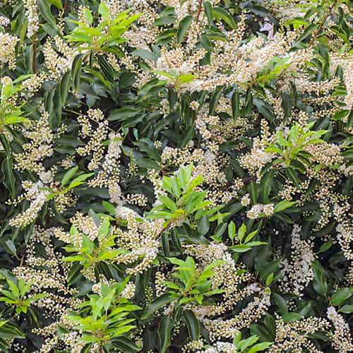 Prunus lusitanica Angustifolia, С2 interface.image 1 interface.art 7798