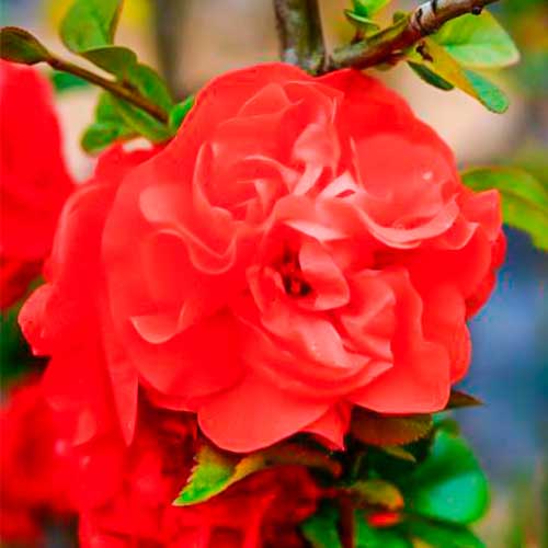 Quitte japanischer Orange Storm interface.image 1 interface.art 5591