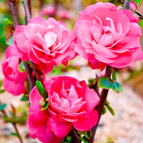 Quitte japanischer Pink Storm interface.image 1 interface.art 5592