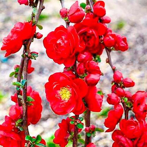 Quitte japanischer Scarlet Storm interface.image 1 interface.art 5593