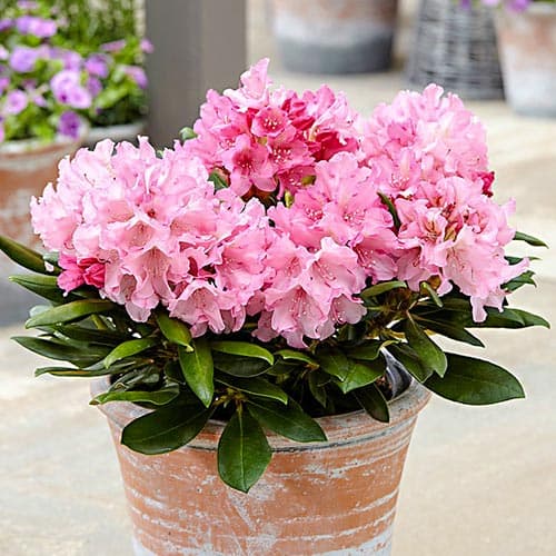 Rhododendron Hania, P9 interface.art Bild 1 Rhododendron Hania, P9 interface.image 1 interface.art 9092