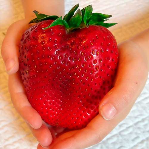 Riesen-Erdbeere interface.image 1 interface.art 5401