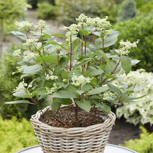 Rispenhortensie Early Harry PBR, C3 interface.image 1 interface.art 8542