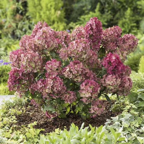 Rispenhortensie Great Star interface.image 1 interface.art 5608