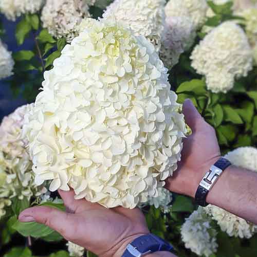 Rispenhortensie Hercules PBR, С2 interface.image 1 interface.art 8221