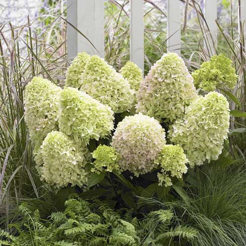 Rispenhortensie Little Fresco PBR, С2 interface.image 1 interface.art 8223