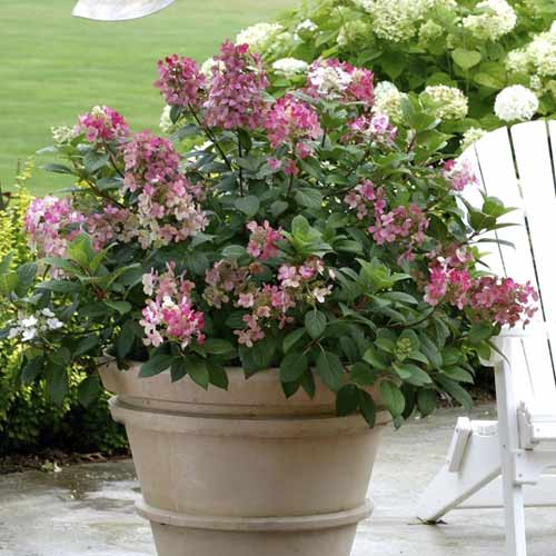 Rispenhortensie Little Quick Fire PBR, C3 interface.image 1 interface.art 8544