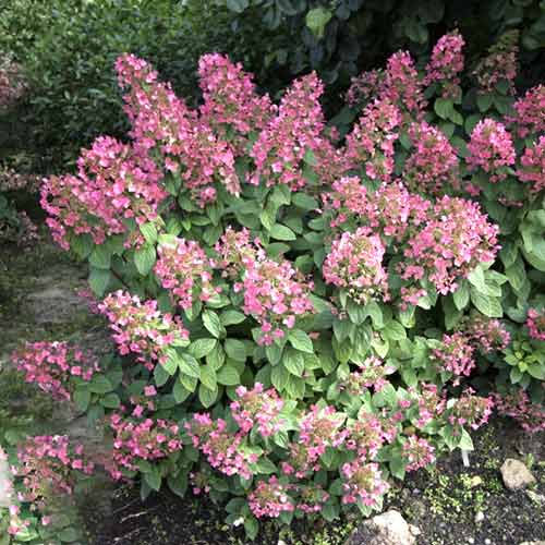 Rispenhortensie Magical Fire PBR, C3 interface.image 1 interface.art 8546