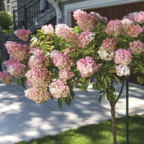 Rispenhortensie Pink Queen, С7,5 interface.image 1 interface.art 7708