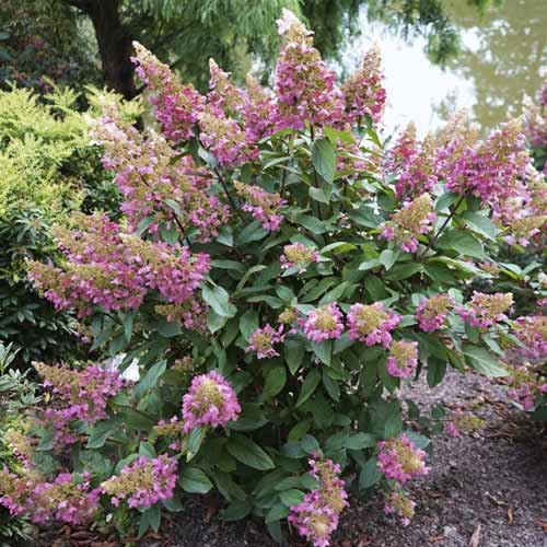 Rispenhortensie Pinky Winky ® PBR, C7,5 interface.image 1 interface.art 8548