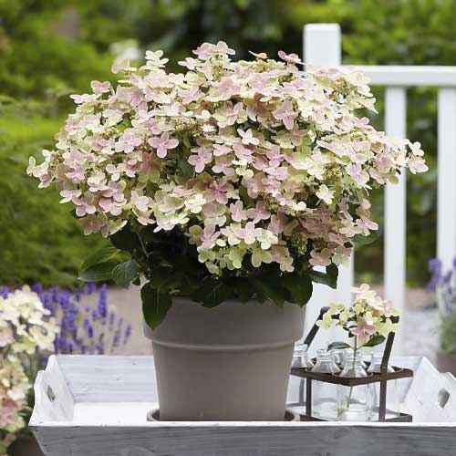 Rispenhortensie Polestar PBR, С2 interface.image 1 interface.art 8226