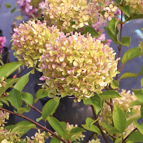 Rispenhortensie Romantic ace ®, С4,5 interface.image 1 interface.art 7723