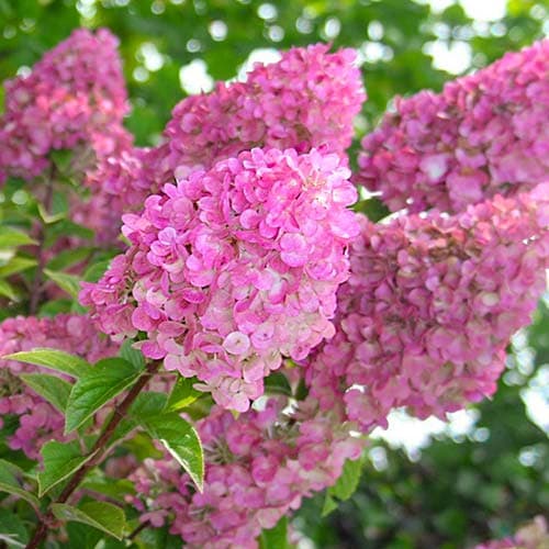 Rispenhortensie Sunday Fraise, P9 interface.image 1 interface.art 9041