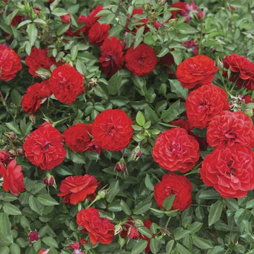 Rose mini Big Bang®, C5 interface.image 1 interface.art 5552