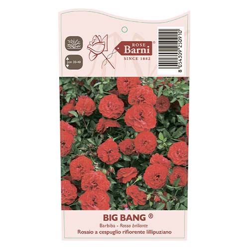 Rose mini Big Bang®, C5 interface.image 3 interface.art 5552