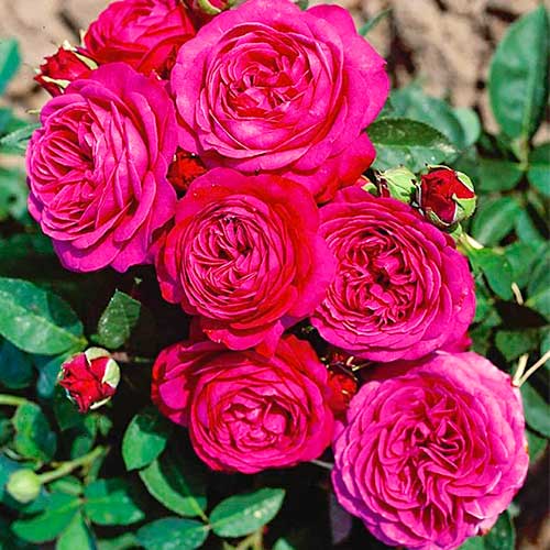 Rose Heidi Klum® interface.image 1 interface.art 5553