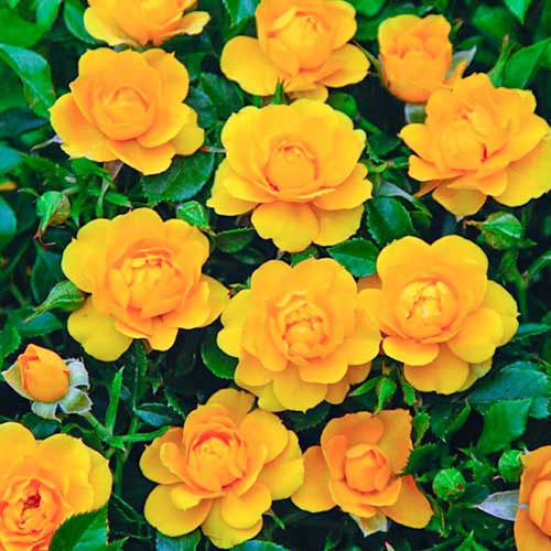 Rose Lucciola® interface.image 1 interface.art 5554