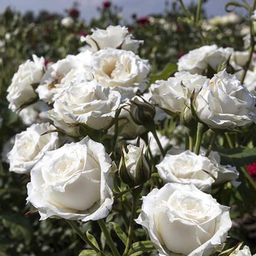 Rose mini Sсhnee Princess interface.image 1 interface.art 6264