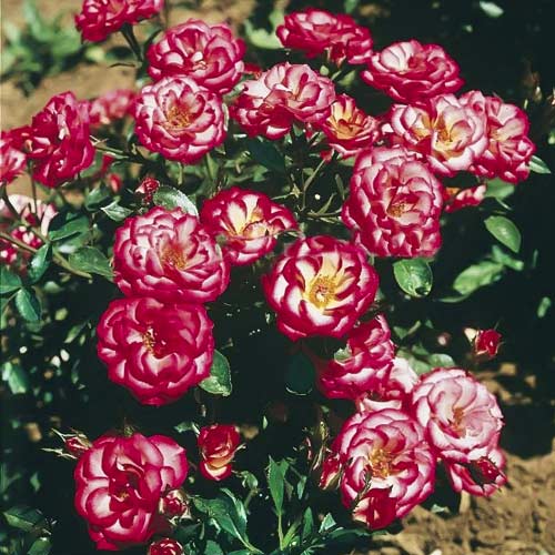 Rose mini Sweet Symphony interface.image 1 interface.art 6263