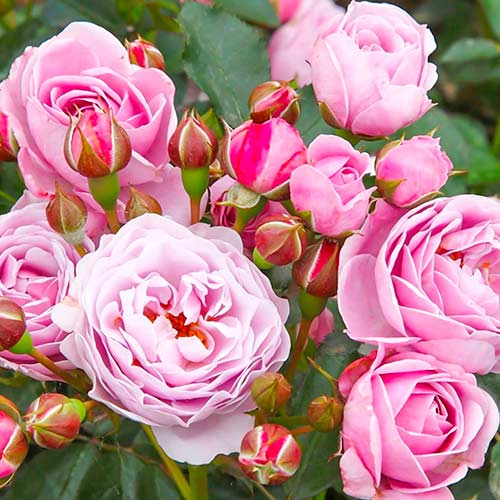 Rose Nautica interface.art Bild 1 Rose Nautica interface.image 1 interface.art 5705