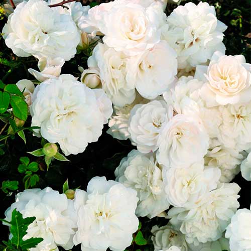 Rose White Babyflor® interface.image 1 interface.art 5555