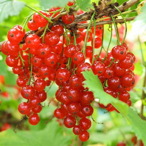 Rote Johannisbeere Jonkheer van Tets, Р9 interface.image 1 interface.art 7601