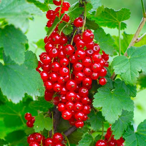 Rote Johannisbeere Rondom interface.art Bild 1 Rote Johannisbeere Rondom interface.image 1 interface.art 7603