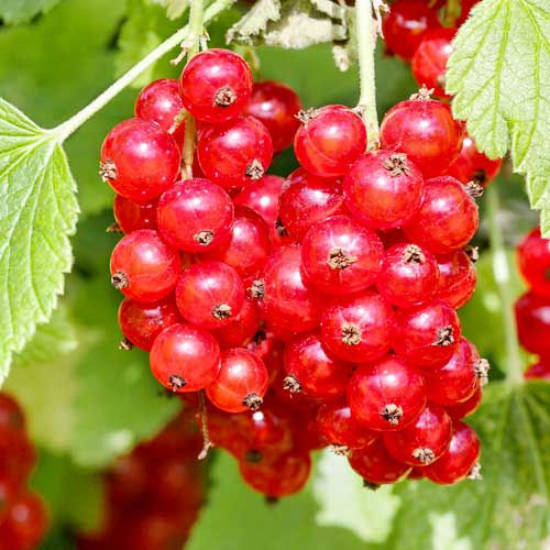 Rote Johannisbeere Rosetta interface.art Bild 1 Rote Johannisbeere Rosetta interface.image 1 interface.art 7604