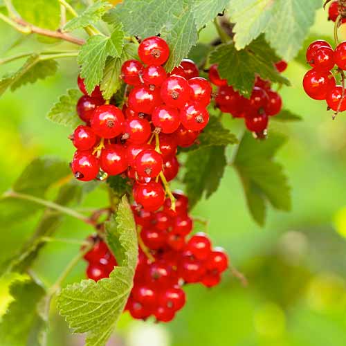 Rote Johannisbeere Rovada, Р9 interface.image 1 interface.art 7570