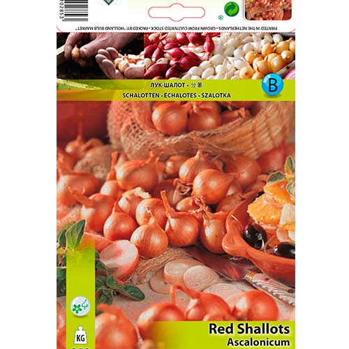 Rote Schalotte interface.art Bild 1 Rote Schalotte interface.image 1 interface.art 70499