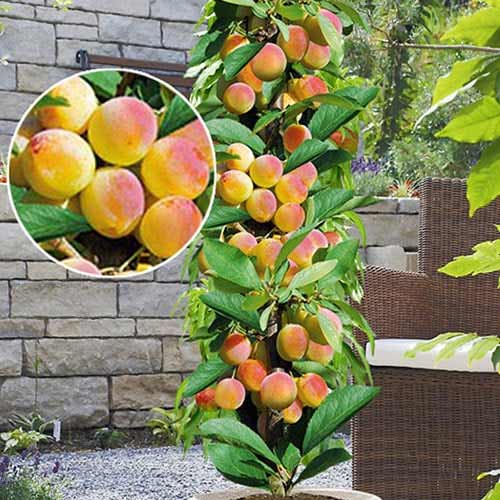 Säulenaprikose Prince Mart, С2 interface.image 1 interface.art 1901