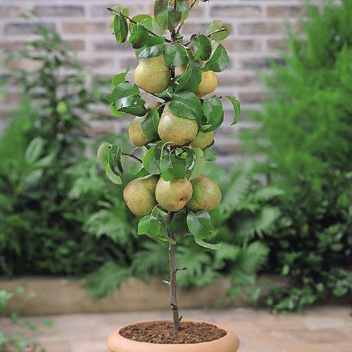 Säulenbirne Condo interface.image 1 interface.art 1969