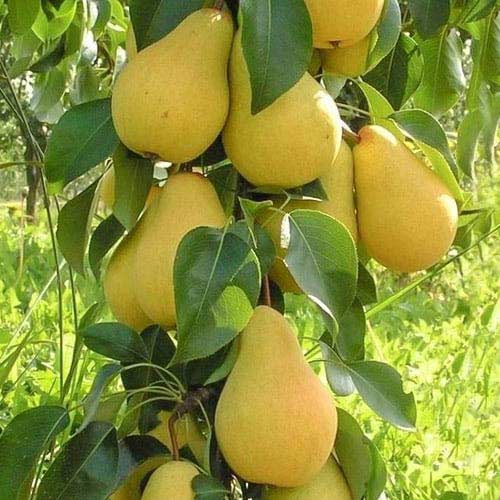 Säulenbirne Decora, С2 interface.image 1 interface.art 1905