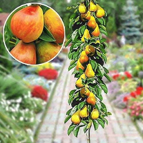 Säulenbirne früh interface.art Bild 1 Säulenbirne früh interface.image 1 interface.art 1904