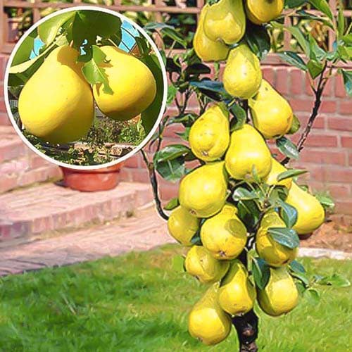 Säulenbirne Saphira, С2 interface.image 1 interface.art 1941