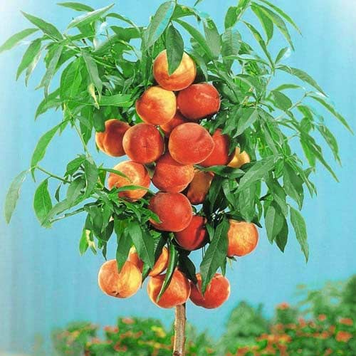 Säulenpfirsich Aida, С2 interface.image 1 interface.art 1944