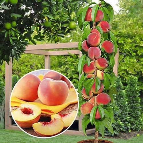 Säulenpfirsich Honey, С2 interface.image 1 interface.art 1913