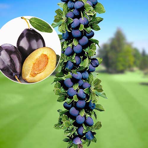 Säulenpflaume Imperial, С2 interface.image 1 interface.art 1917