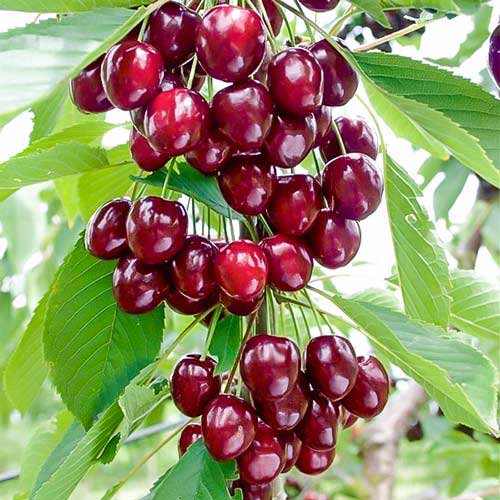 Säulensüßkirsche Caroline, С2 interface.image 1 interface.art 1971