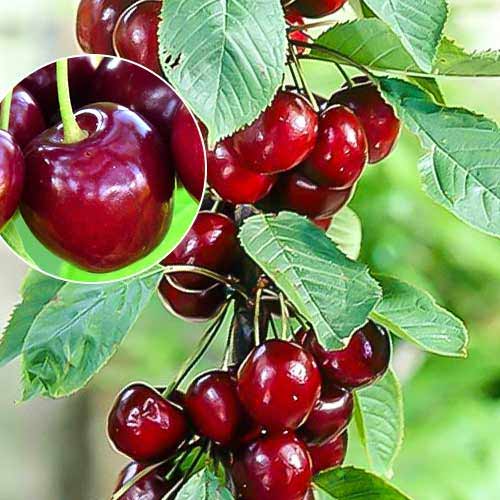 Säulensüßkirsche Helene interface.image 1 interface.art 1925