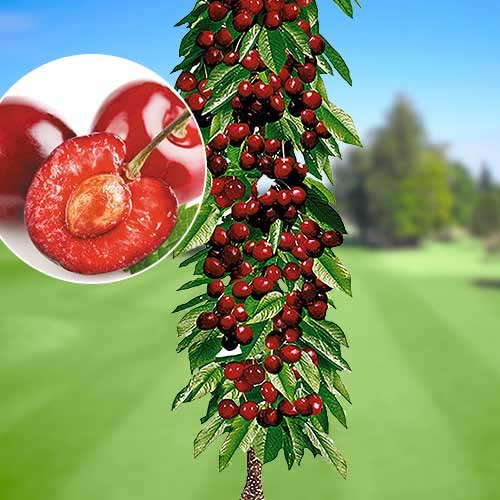 Säulensüßkirsche Queen Mary, С2 interface.image 1 interface.art 1921