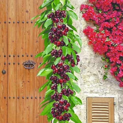 Säulensüßkirsche Victoria, С2 interface.image 1 interface.art 1923