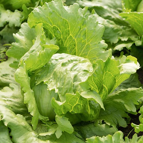 Salat Brasiliana Kiepenkerl interface.image 1 interface.art 50009