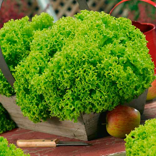 Salat Lollobrigida interface.image 1 interface.art 96677