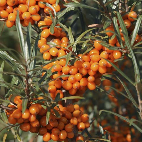 Sanddorn Eva, С2 interface.image 1 interface.art 8205