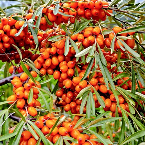 Sanddorn Friesdorfer Orange, P9 interface.art Bild 1 Sanddorn Friesdorfer Orange, P9 interface.image 1 interface.art 5856